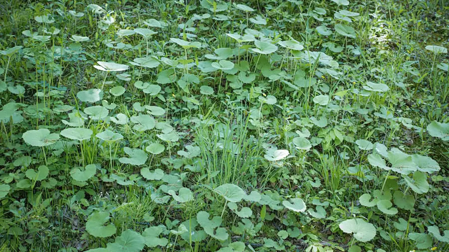 緑の雑草が生い茂る様子